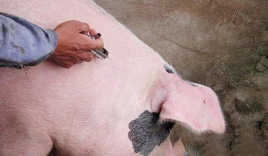 為什麼給豬打針會起包?怎麼避免出現這樣的情況?