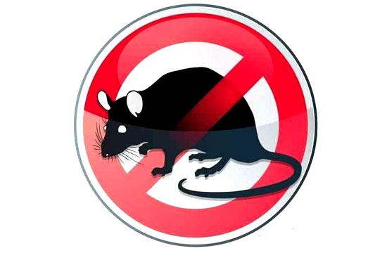 老鼠給豬場造成的危害太多 養豬場怎麼滅鼠?