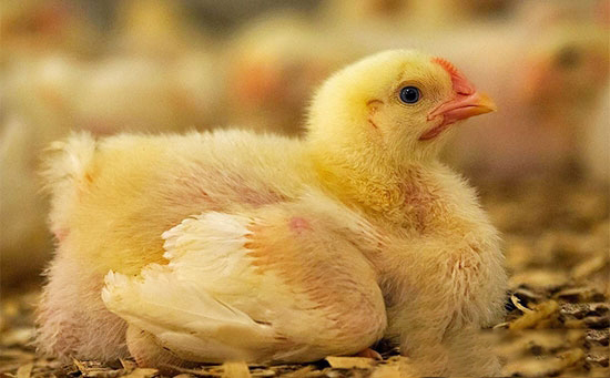肉仔雞“流水式”快速飼養法