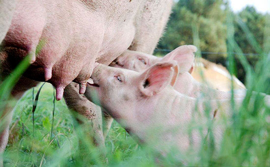 上半年我國畜牧業運行成績單出爐:總體呈現向優向好态勢