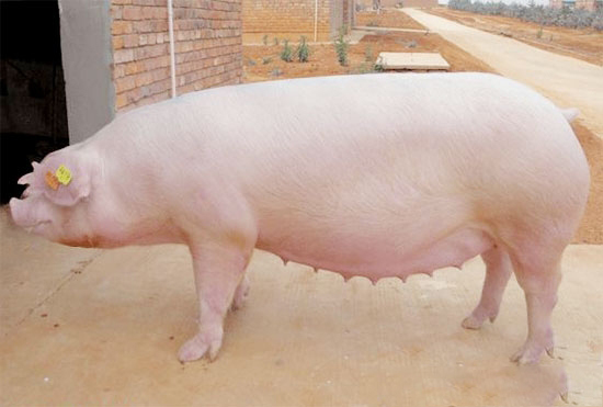 母豬配種小常識