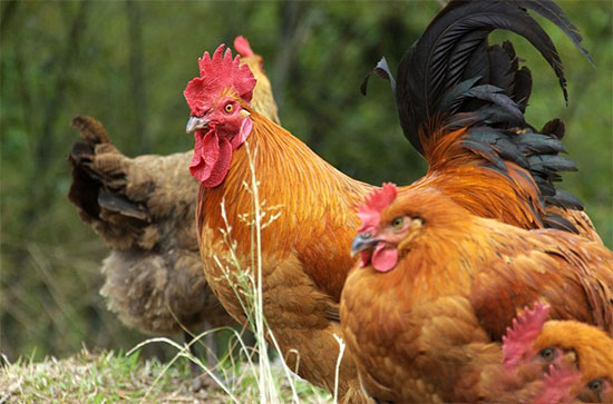 圈内人揭秘：生态養雞這麼幹才有錢賺