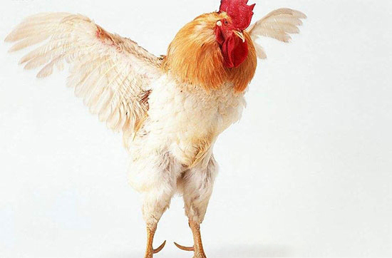 公雞精液品質的評定