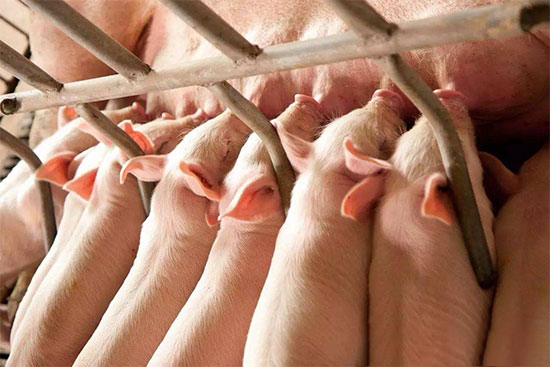 仔豬被壓死的8大原因,你中招了幾個?