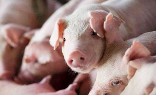 劃定9.22萬個禁養區,養殖戶壓力越來越大