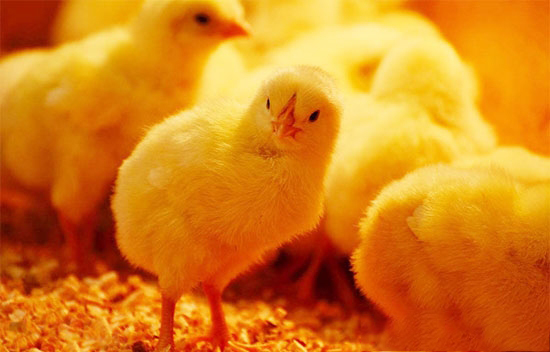 預防肉用雛雞死亡的十項技術措施