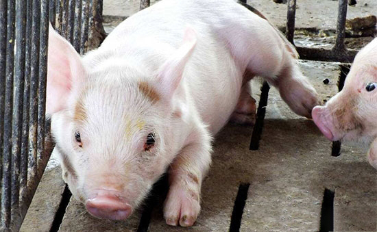 怎麼治療仔豬低血糖症？