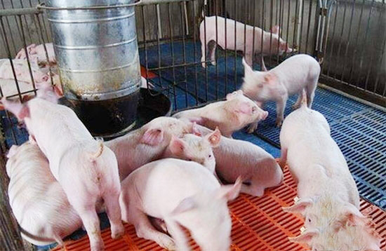 夏季喂豬一定要注意這四點