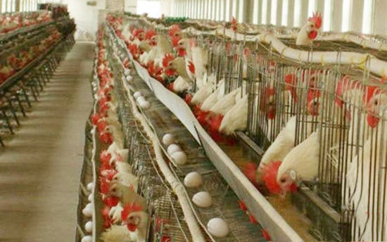 蛋雞周年飼養管理作業曆