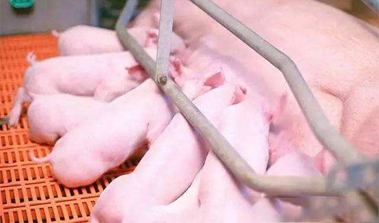 奶水好仔豬才能長得快！5個小技巧做好母豬“豐胸”工作