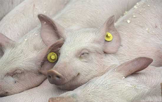 分析21世紀以來中國豬業的五次變革!