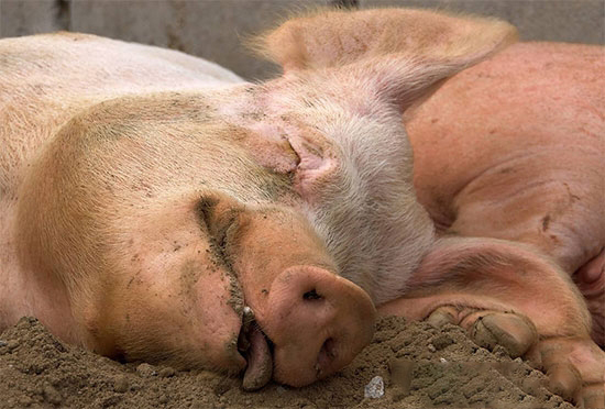 養豬場内“限飼不當”的危害居然這麼大！