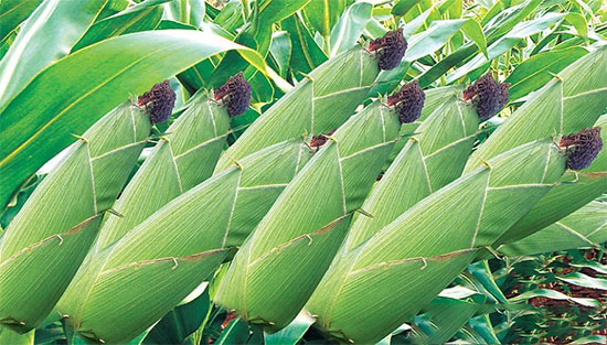 以後值不值得種玉米,這幾點要注意!