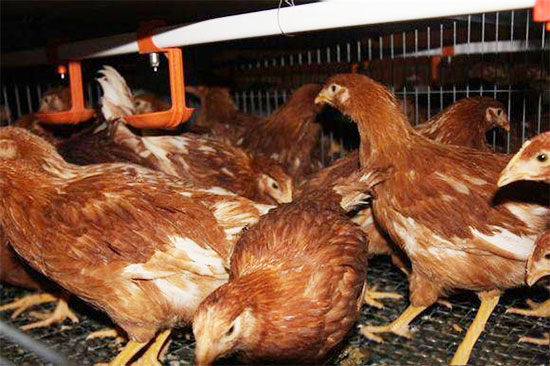确保後備雞體型發育良好