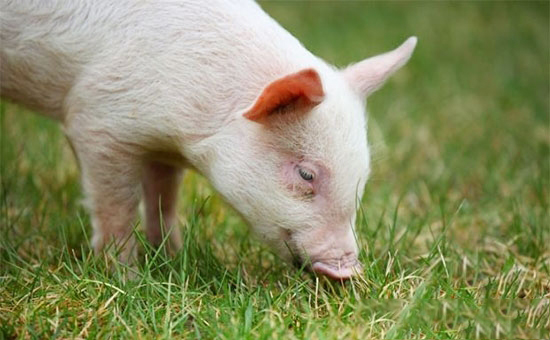 仔豬滲出性皮炎防治方法