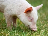 仔豬滲出性皮炎防治方法