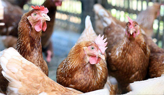 蛋雞喂得巧 飼料浪費少