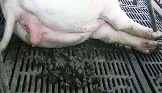 夏季母豬便秘怎麼解決?