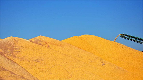 深加工産能迅猛增長 玉米行業面臨雙重風險