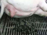 夏季母豬便秘怎麼解決?