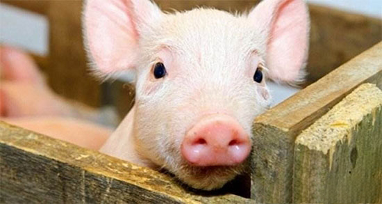 如何做好豬瘟的防治工作?豬瘟臨床症狀及流行特點和防治措施