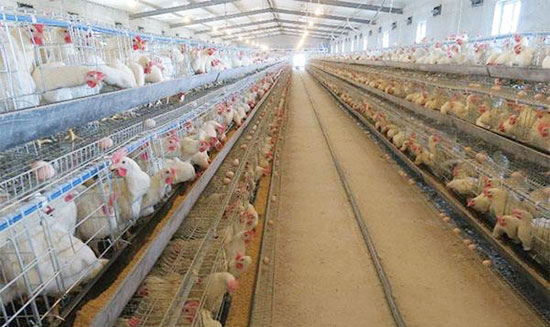 夏季如何養好蛋雞?