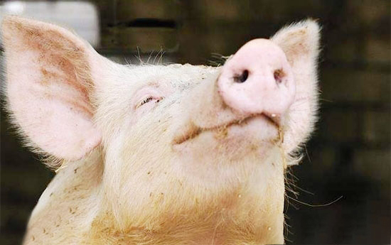 進口收緊和生豬調動防疫收緊，有利于生豬價格上漲