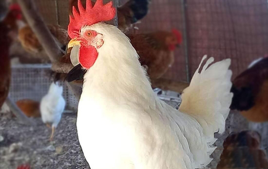 提高肉用種公雞配種潛力的飼管技術