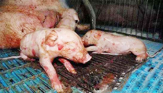 養豬技術分享——如何縮短産程呢？