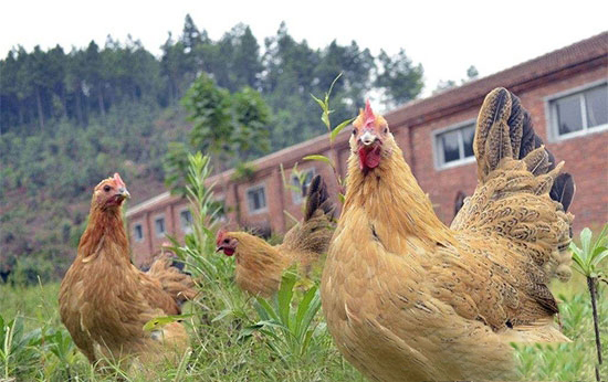 蛋雞散養初期養殖要注意什麼