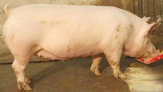 母豬“屁股不能圓，肋骨不能露”