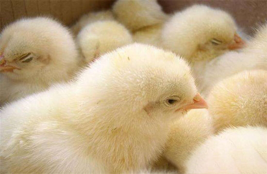 弱雛雞飼養措施