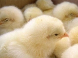 弱雛雞飼養措施