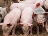 養豬皮膚病變很常見,如何輕松鑒别和防治?