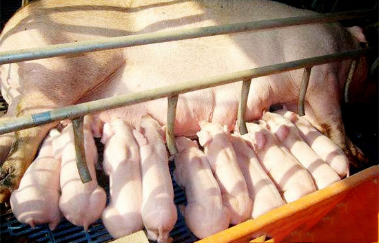 如何才能讓母豬産的奶水多 仔豬奶源充足