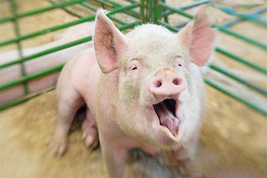 豬咳嗽氣喘病如何防治