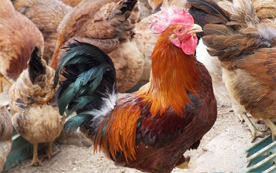 健康高效養雞九知道