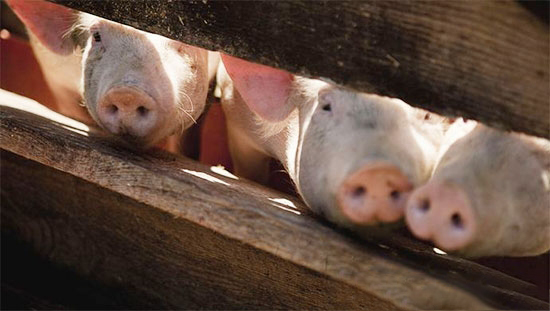 非洲豬瘟、牛羊炭疽、豬鍊球菌...疫情接連爆發，之間有關聯麼？