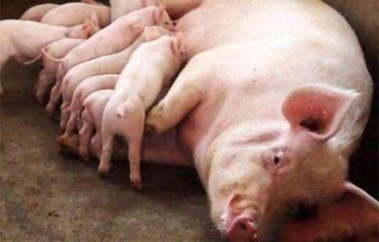 母豬産後巡查技術