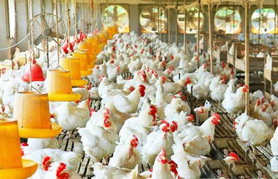 預防父母代蛋種雞開産期應激的八項措施