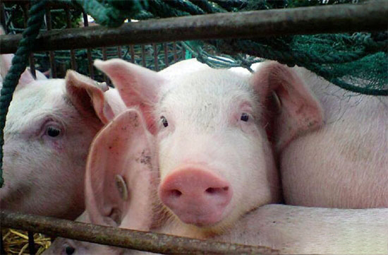 糧農組織:可能是豬肉産品運輸緻病毒傳播至中國,而不是生豬