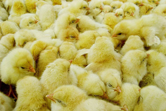 接雛後的管理及注意事項