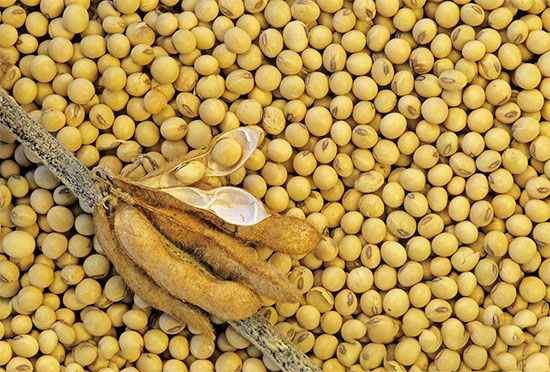 專家建議：修訂飼料标準，設立蛋白質含量上限