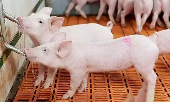 為什麼水溫會對豬産生影響?豬場飲用水溫度有多重要