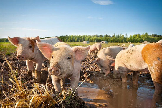 豬瘟病毒來源：疫區進口凍豬肉可能性極大