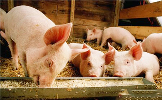 秋季養豬要留意的一些問題