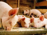 秋季養豬要留意的一些問題