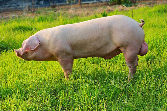 山東天源與山東省種豬性能測定站成為戰略合作夥伴