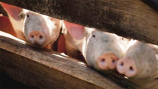 豬瘟跨省連續爆發，主動防控才是王道