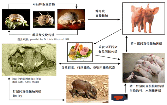 豬瘟跨省連續爆發，主動防控才是王道